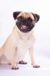 Cute Pug Dog Feel Boring Stock Photo