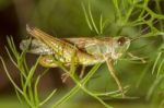 Green Grasshopper (chorthippus Apicalis) Stock Photo