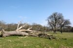 Dead Tree In West Grinstead Stock Photo