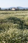 Crown Daisies In The Countryside Stock Photo