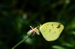 Yellow Butterfly Stock Photo