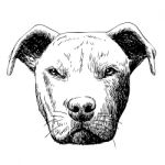 Freehand Sketch Illustration Of Pitbull Dog Stock Photo