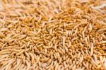 Mealworms Stock Photo