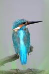 Kingfisher Stock Photo