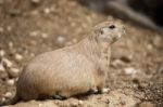 Prairie Dog Stock Photo