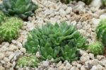 Succulent Plant Stock Photo