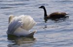 Beautiful Isolated Image Of The Contest Between The Swan And The Canada Goose Stock Photo