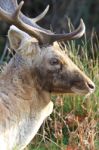 Deer Head Closeup Stock Photo