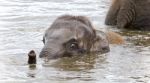 Picture With A Funny Young Elephant Swimming Stock Photo