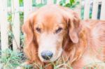 Portrait Of A Golden Retriever Stock Photo