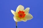 Daffodil Stock Photo