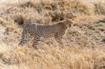 Cheetah In Serengeti Stock Photo