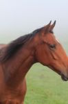 Horses Eye Looking Out In The Mist Stock Photo