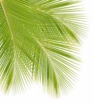 Coconut Leaf Isolated On White Background Stock Photo