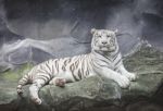 White Tiger On A Rock Stock Photo