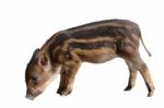 Baby Wildboar Stock Photo