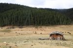 Yaks In Grass Land Stock Photo