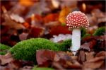 Toadstool Stock Photo