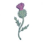 Scottish Thistle Drawing Stock Photo