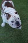 English Bulldog Close-up Stock Photo