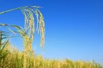 Paddy Rice Stock Photo