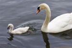 The Mute Swan And Her Cute Chick Are Swimming In The Lake Stock Photo