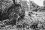 Adorable Large Wombat During The Day Looking For Grass To Eat Stock Photo