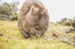 Adorable Large Wombat During The Day Looking For Grass To Eat Stock Photo