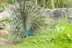 Male Peacock Display Stock Photo