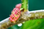 Unripe Berry Stock Photo