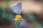 Beautiful Butterfly Stock Photo