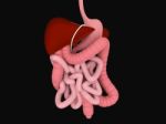 3d Human Digestive System Stock Photo