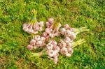 Some Bundles Of Garlic Lying On The Grass Stock Photo