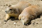 The Prairie Dogs Stock Photo