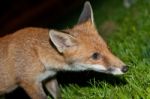 Wild Red Fox Stock Photo