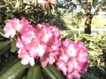 Flowers Rhododendron Stock Photo