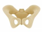 Human Pelvis Stock Photo