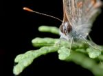 Small Butterfly Perched On A Juniper Twig Stock Photo