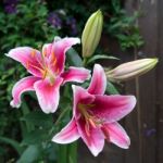 Pink Spotted Lily Flowering In Sussex Stock Photo