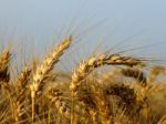 Wheat Spikes Stock Photo