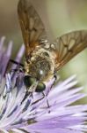 Bombylius Major Stock Photo