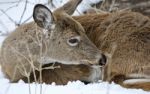 Beautiful Image Of A Wild Deer Cleaning His Fur In The Snowy Forest Stock Photo