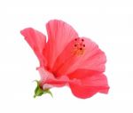 Red Hibiscus Flower On The White Background Stock Photo