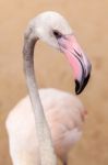 White Flamingo Pink Beak Stock Photo