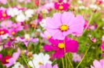 Pink Cosmos Flower Close Up Stock Photo