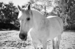 Horse In The Paddock Stock Photo