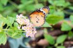 Orange Black Pattern Butterfly On Bunch Stock Photo