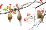 Bird Nest On Branch Stock Photo