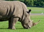 Postcard With A Rhinoceros Eating The Grass Stock Photo