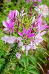 Multi-colored Cleome (spider Flower) In Garden Stock Photo